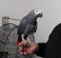 Talking Male and female African Grey Parrots now ready