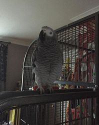 Denny Pair Talking African Grey Parrots for new homes