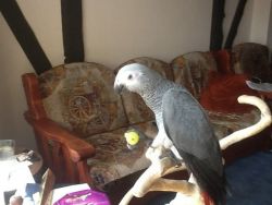 Tame Talking African Grey Parrots For Sale.