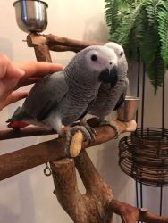 lovely african grey parrots