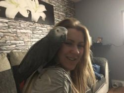 Tamed and friendly Congo African Grey Parrots seeking a for ever home