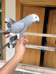 Talkative African Grey parrots for sale TEXT (xxx) xxx-xxx8