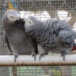 Sweet Two African Grey Parrots Ready
