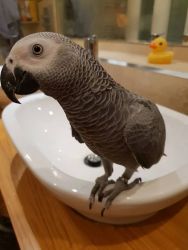 lovely African grey parrot