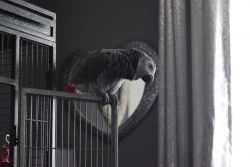 African Grey Male