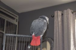 African Grey Parrots ready for new home