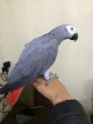 African Grey Parrots