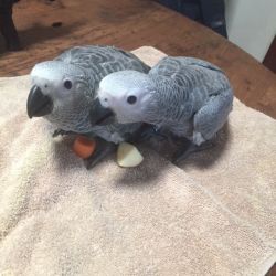 Baby African Grey Parrots for Sale