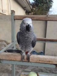 13 Months old African Grey with cage, perch & toys for rehoming