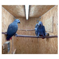 Cute African Grey Pair for sale