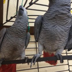 African Grey Parrots For Sale, Macaws, Cockatoo, Indian Ringnecks, Egg