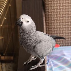 lovely and Adorable Congo African Grey