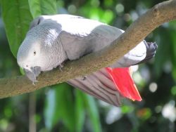 Friendly male and female Congo African grey parrots text xxx-xxx-xxxx