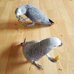 Top quality African Grey parrots