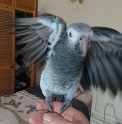 Adorable African Grey Parrot