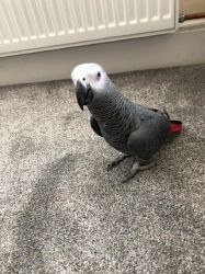 Friendly African Grey Parrots for good home
