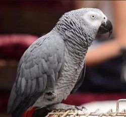 African parrot for sale