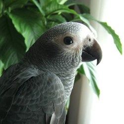 OLD MALE AFRICAN PARROT