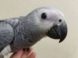 AFRICAN GREY PARROT READY FOR NEW HOME