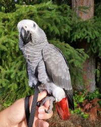 Adorable African Grey Parrot