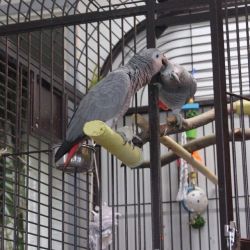 Well Trained Talking African Grey Parrots