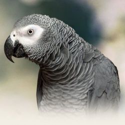 African Grey Parrot - Beautiful Female Timneh