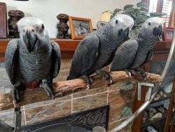 African grey Parrots