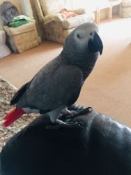 Amazing African grey parrots for sale