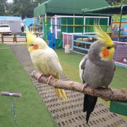 Exotic birds for sale