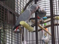 Talking Congo African Grey For Sale