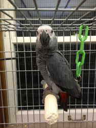 Baby African Grey Parrot female for sale