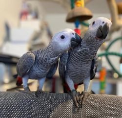 Cute and Adorable African Grey Parrots