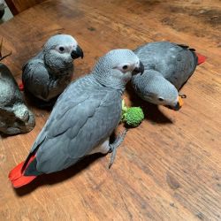 Baby Congo African Grey parrots for sale