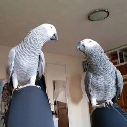 African Grey Parrot (Male & Female)