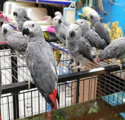 Too Tame African Grey Parrots For Home