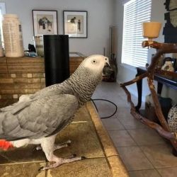 African Grey Parrot Birds For Sale