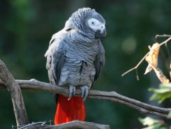 3 cute African Grey Parrot +1(8xx) xx4-2xx9