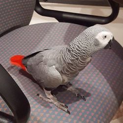 Seductive African Grey parrot
