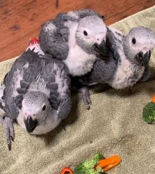 Baby African Grey Babies for Sale