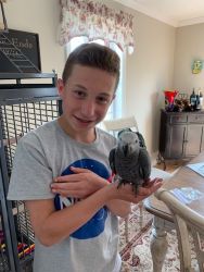 Young talking African Grey Congo