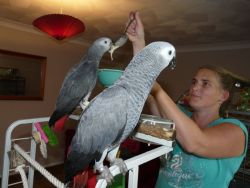Home trained African Grey ready now.