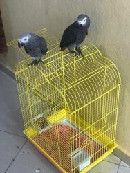 Super African Gray Parrots For Sale Hand-reared African Gray Parrots