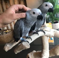 African Grey Birds For Sale