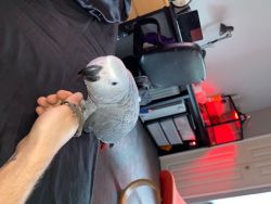 Male African Grey Parrot
