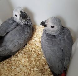 Well Tamed African Grey Parrots