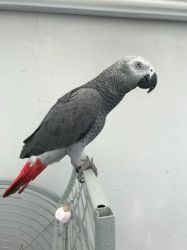 Rehome an african grey parrot.