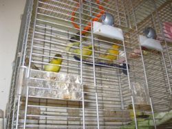 canaries for sale