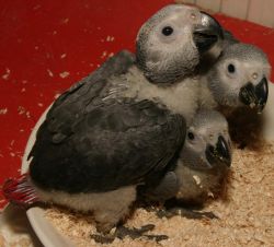 Healthy Babies parrots and fertile Parrots Eggs