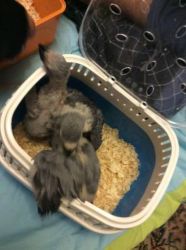 African Grey Parrots Available you can cantact me for more info at +14