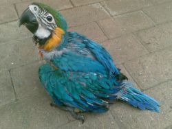 adorable parrots forfree adoption
